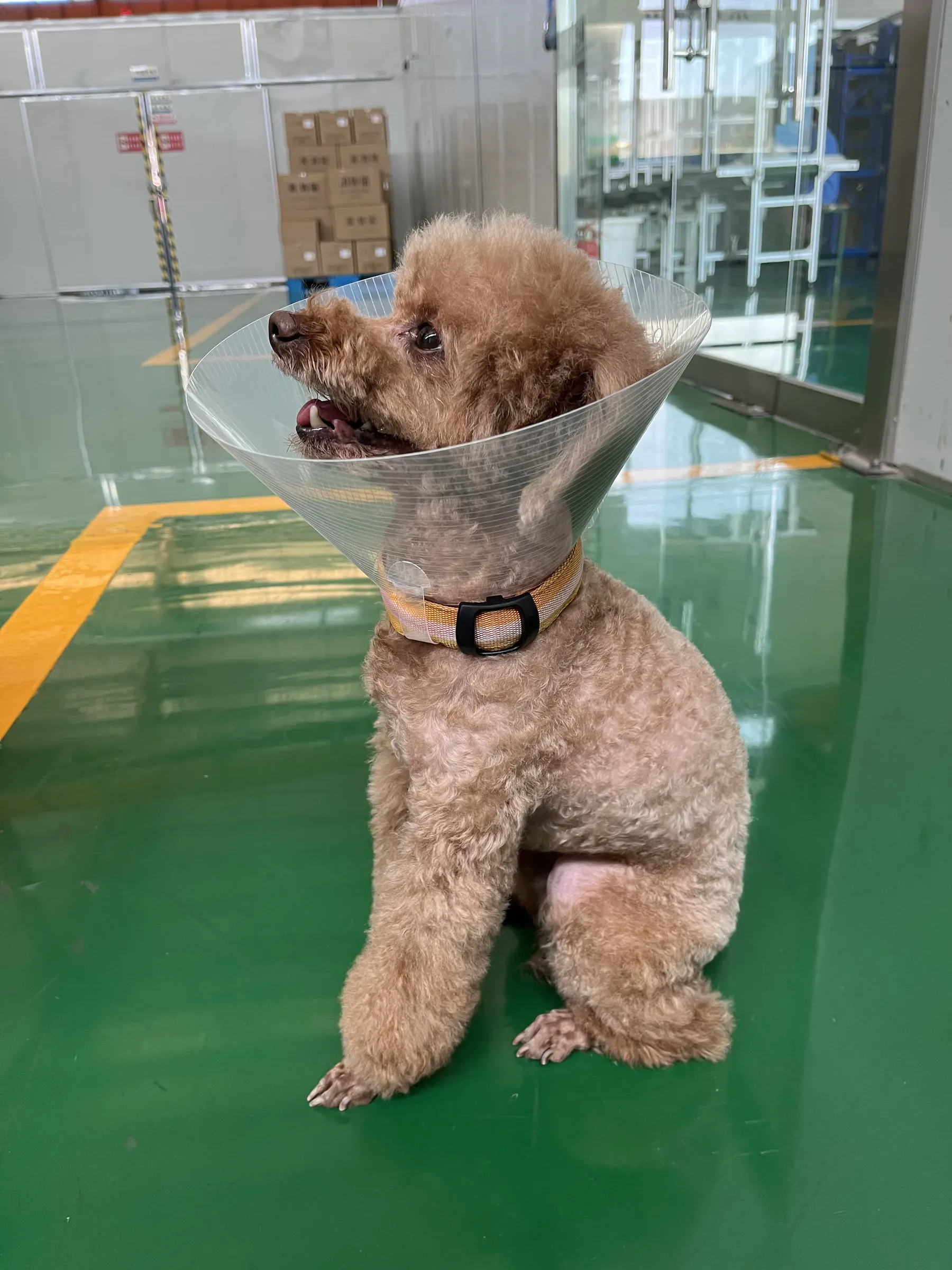 PP recovery collar in use Dog wearing a clear PP recovery collar on the factory floor